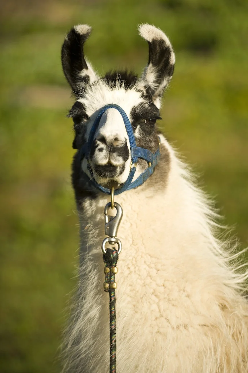 Likable Llamas